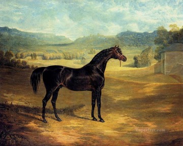 horse cats Painting - The bay Stallion Jack Spigot Herring Snr John Frederick horse